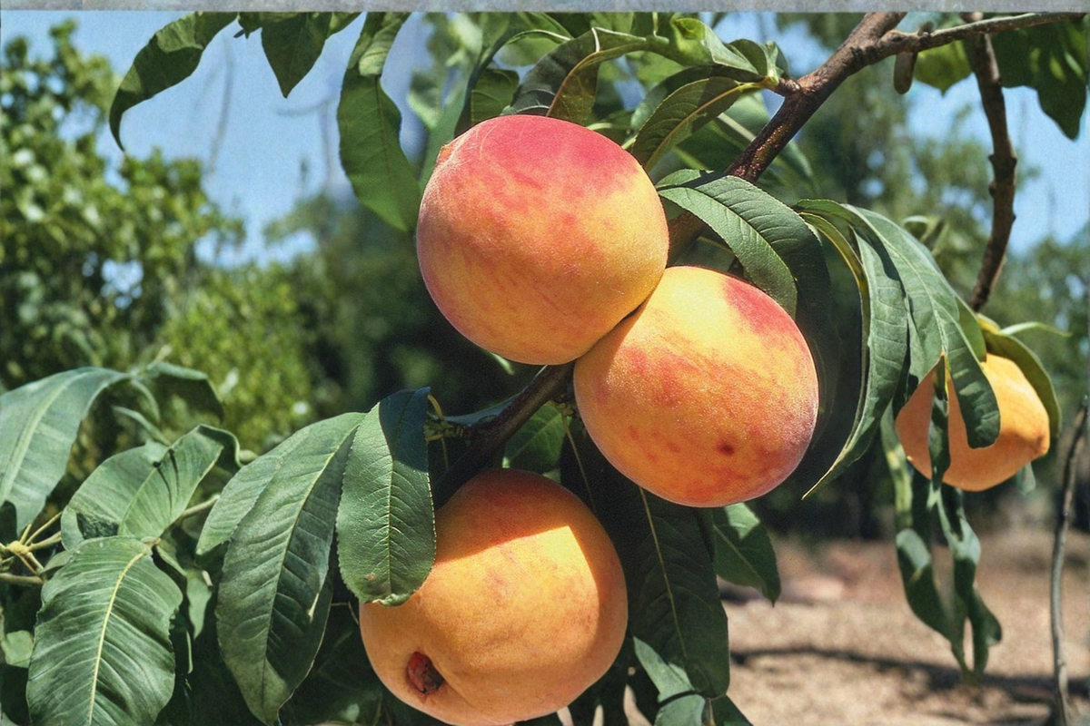 Oregon Curl Free Peach Tree Live Plant 1 Gallon Pot Prunus Persica Edible Fruit Tree for Backyard Orchard Garden