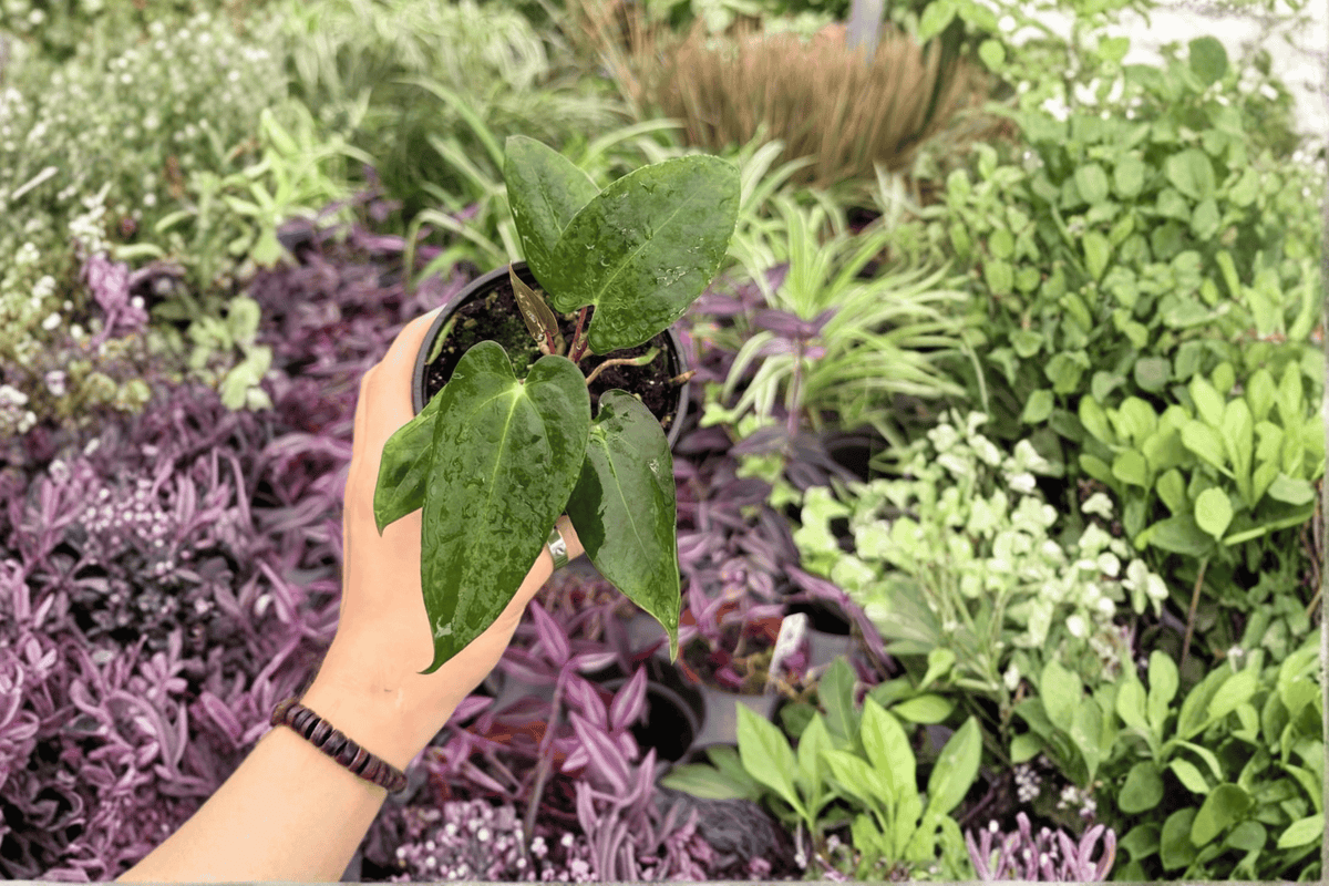 Anthurium Plants - 4-Inch Pots - Anthurium Papi x Blue Papi Hybrid - Live Tropical Foliage - Ornamental Indoor Plants
