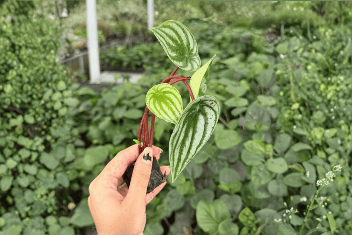 Watermelon Peperomia Starter Plants - 2 Exact Live Plants - Peperomia argyreia - Green & Silver Striped Foliage