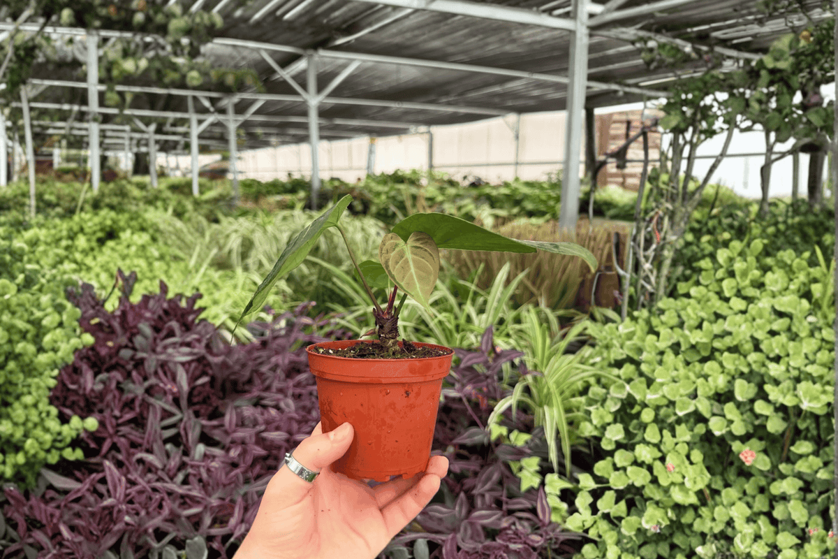 2 Anthurium AOS x Domino Live Plants in 4" Pots - Tropical Hybrid Foliage - Anthurium hybrid (AOS x Domino)