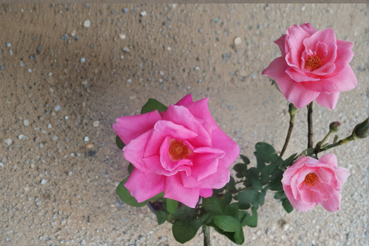 Perfume Delight Hybrid Tea Rose Bush 5 Gal Pink Rosa spp. Fragrant Flowering Shrub for Garden Landscape Plant