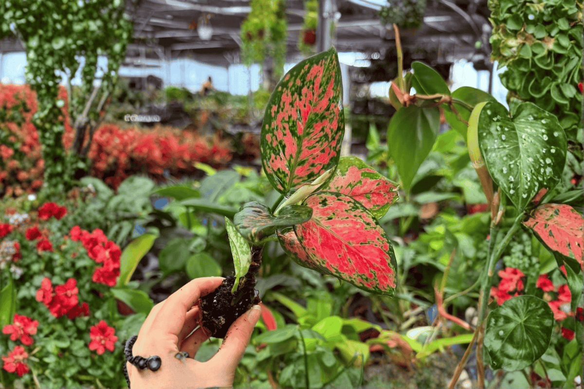 2 Aglaonema Diamond Red Starter Live Plants - 2" Pot - Aglaonema ‘Diamond Red’ - Colorful Indoor Tropical Foliage