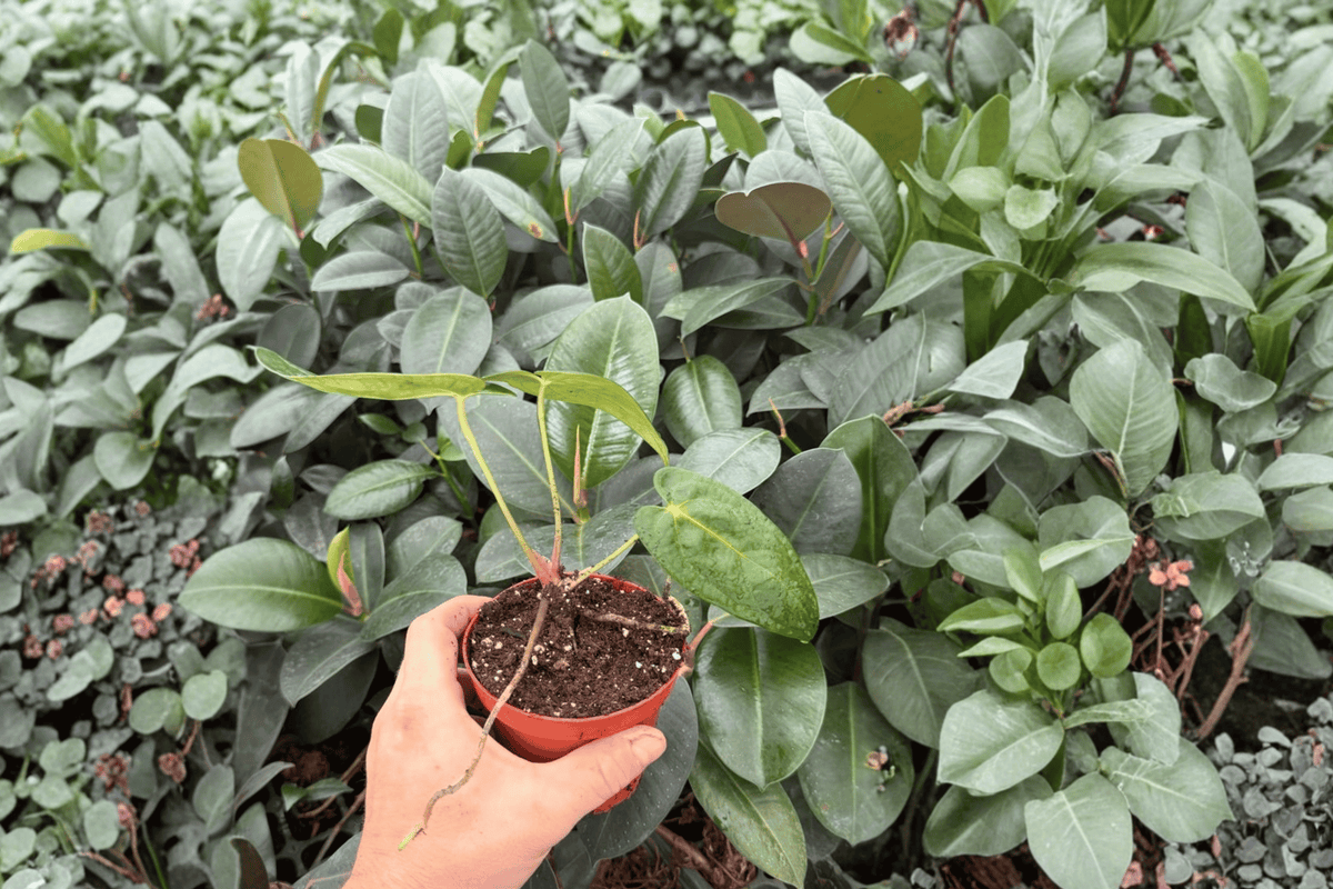 Anthurium Live Plants 4" Tropical Ornamental Foliage Hybrid, Anthurium AOS × RUDP, 2 Exact Bare Root Plants