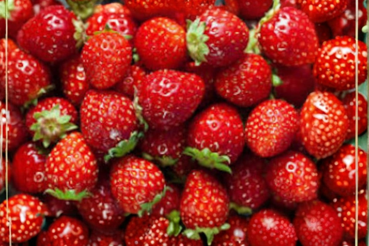 Climbing Everbearing Strawberry Seeds - 10 Seeds - Fragaria sp. - Indoor Outdoor Gardening - Sweet Berry Plant