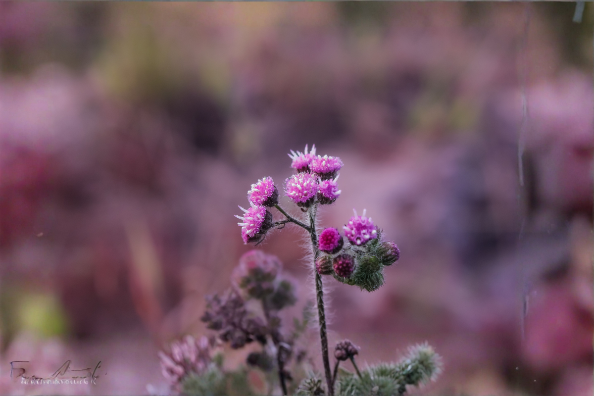 Ironweed Live Bare Root Plants (3 Pack) - Purple Flowering Perennial - Vernonia spp. - Pollinator Friendly Garden Plants