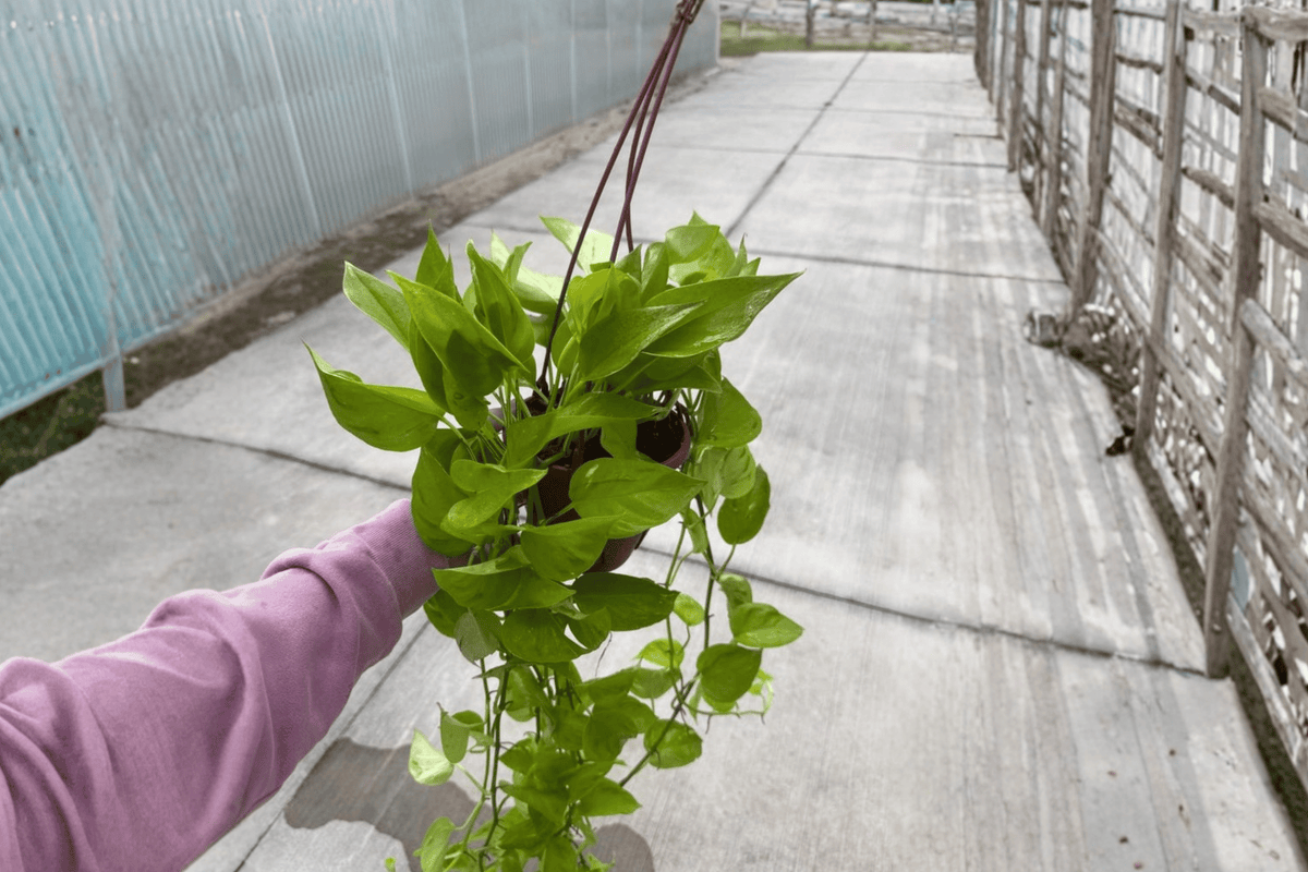 Champs Elysées Pothos 6-Inch Hanging Baskets - Live Plants (2) - Epipremnum aureum - Trailing Ornamental Foliage