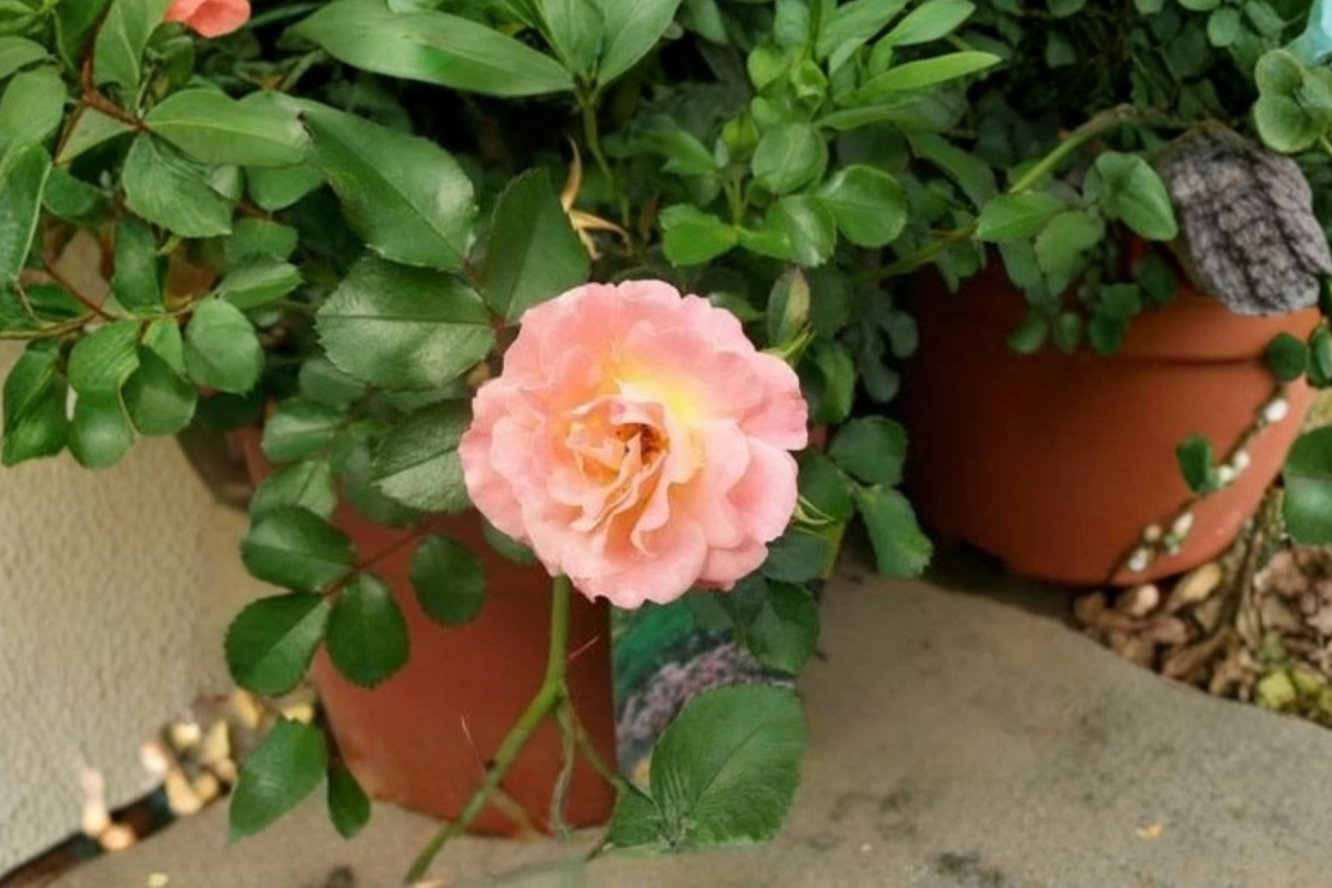 Peach Drift Groundcover Rose 5 Gal Live Plant - Low Spreading Peach Flowering Shrub (Rosa spp.) for Garden Borders