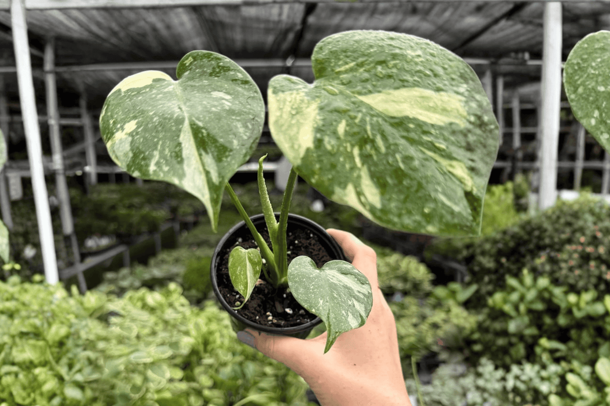 2 Live Monstera Thai Constellation Plants in 4-Inch Pots - Monstera deliciosa ‘Thai Constellation’ - Variegated Tropical Aroid