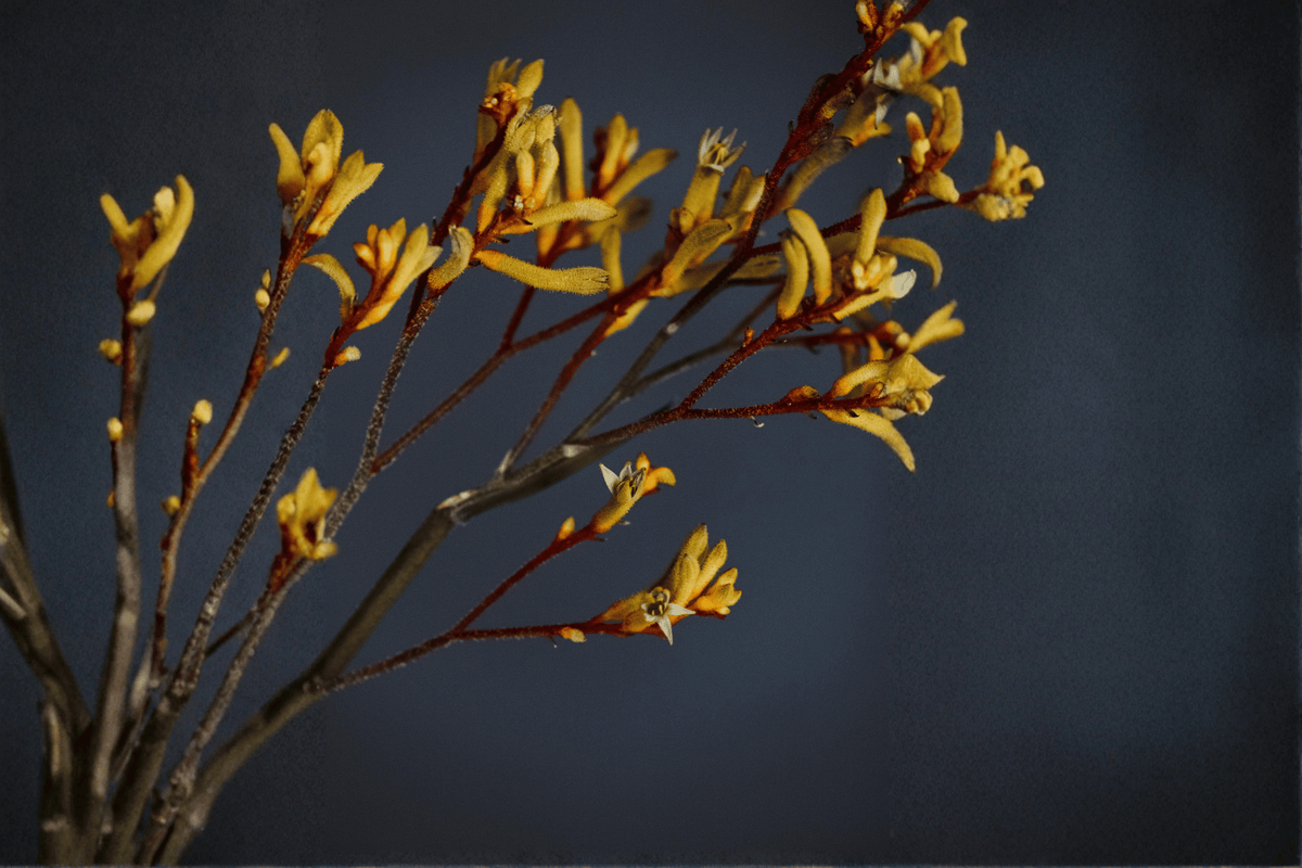 Yellow Gem Kangaroo Paw 1 Gallon Live Plant - Anigozanthos ‘Yellow Gem’ - Ornamental Flowering Perennial with Yellow Flowers