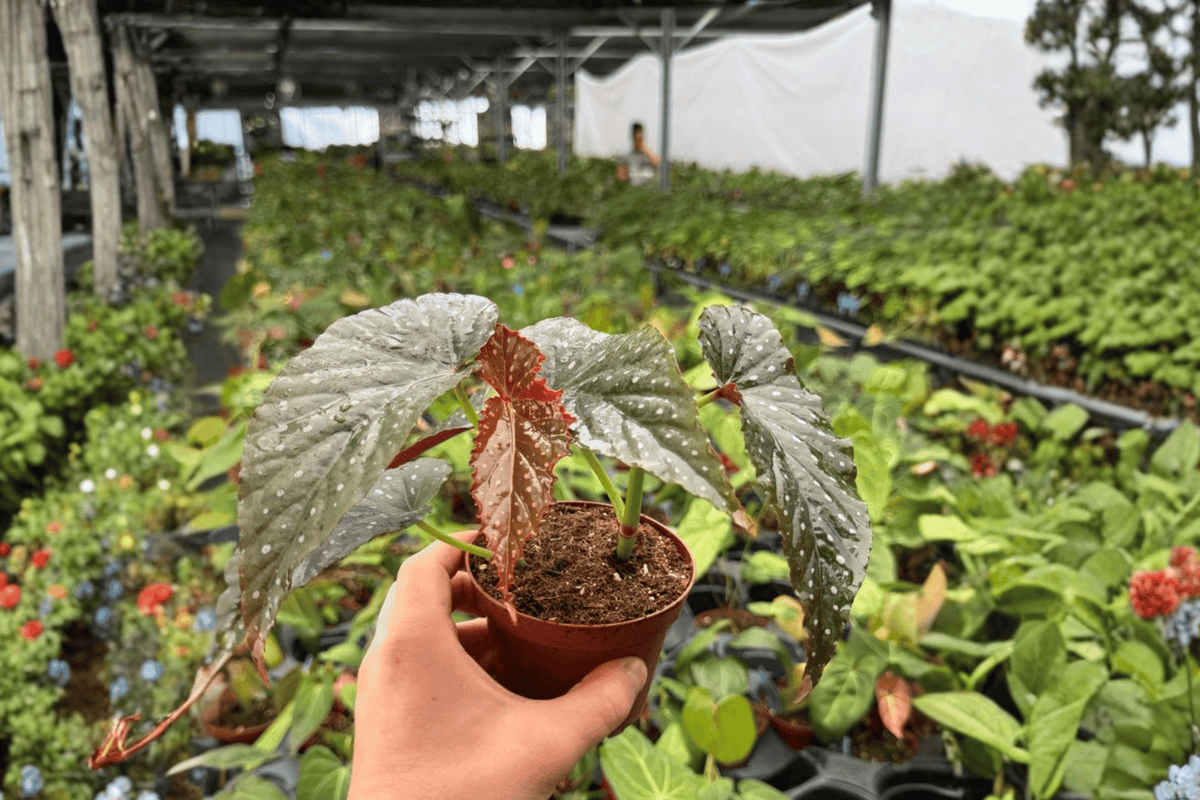 Begonia Live Plants 4" - Harmony’s Dark Dagger - Begonia ‘Harmony’s Dark Dagger’ - Ornamental Foliage - 2 Exact Plants