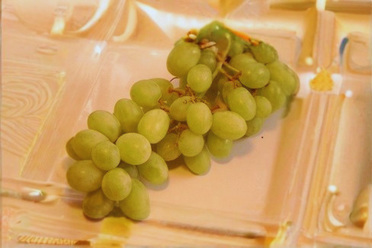 Siebel 9110 Grape Vine 1 Gal Live Plant for Trellis, Backyard Vineyard, Vitis spp. - Hardy Climbing Fruit Vine