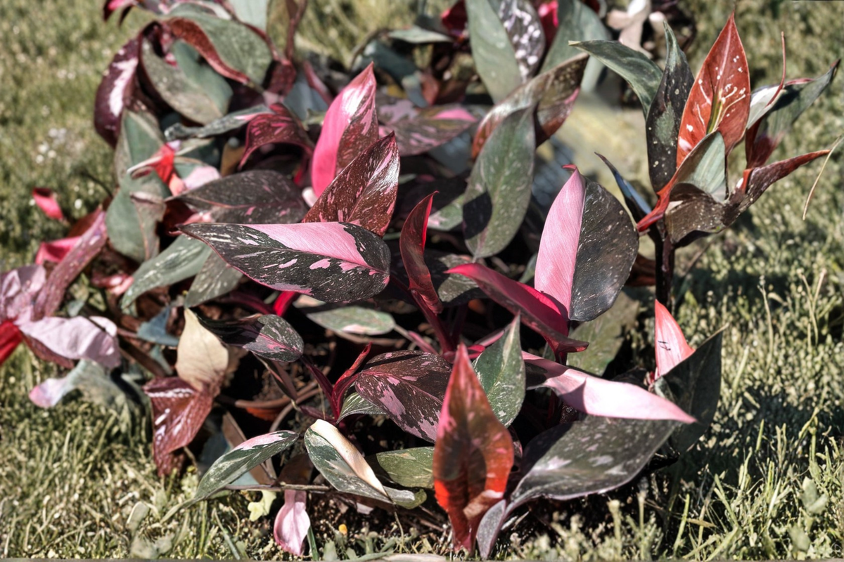 Pink Princess Marble Galaxy Philodendron 2 Inch Starter Plant - Rare Variegated Houseplant (Philodendron erubescens)