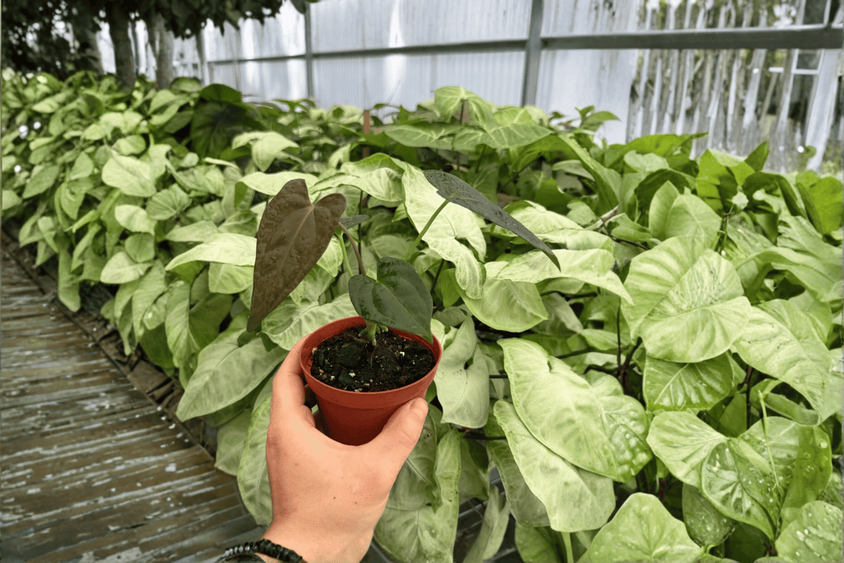 Anthurium Fort Sherman x Dark Silver Live Plants - 4-Inch Pots - 2 Exact Tropical Ornamental Foliage - Anthurium Hybrid