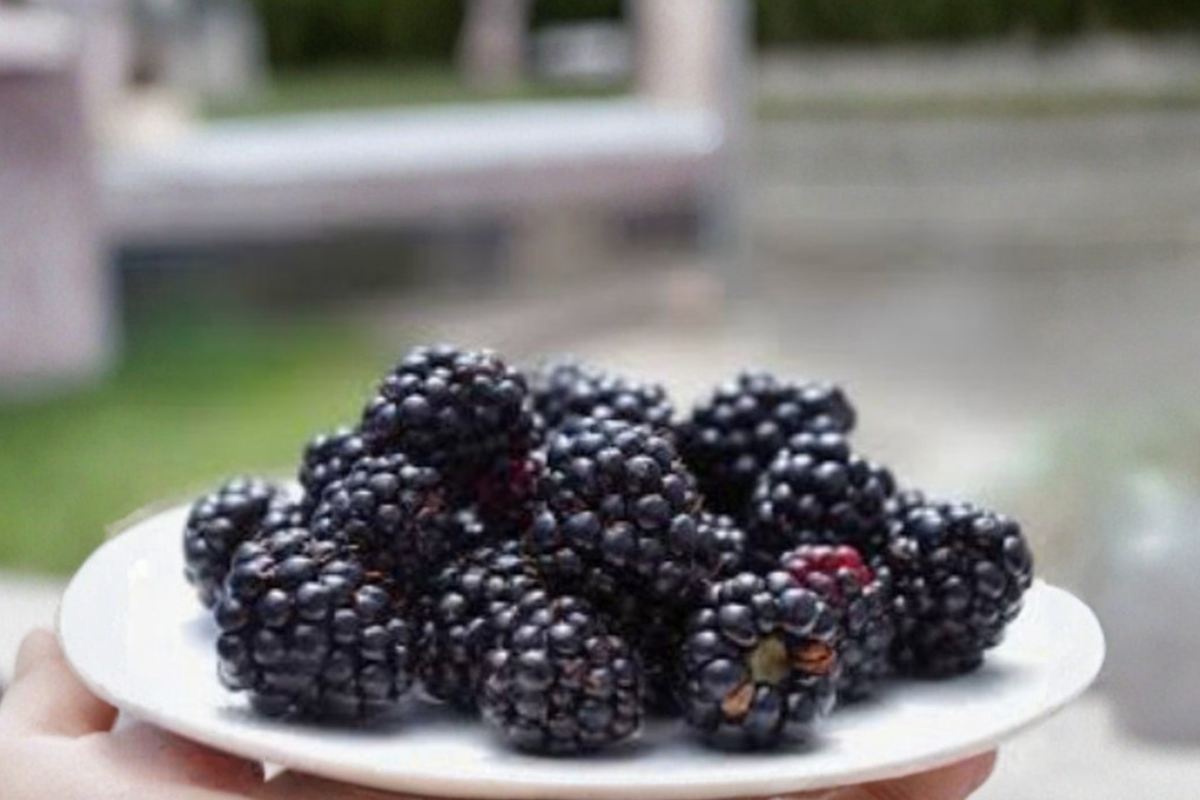 Baby Cakes Blackberry Seeds - 30 Seeds Dwarf Berry Plant for Indoor Outdoor Container Gardening - Rubus sp.