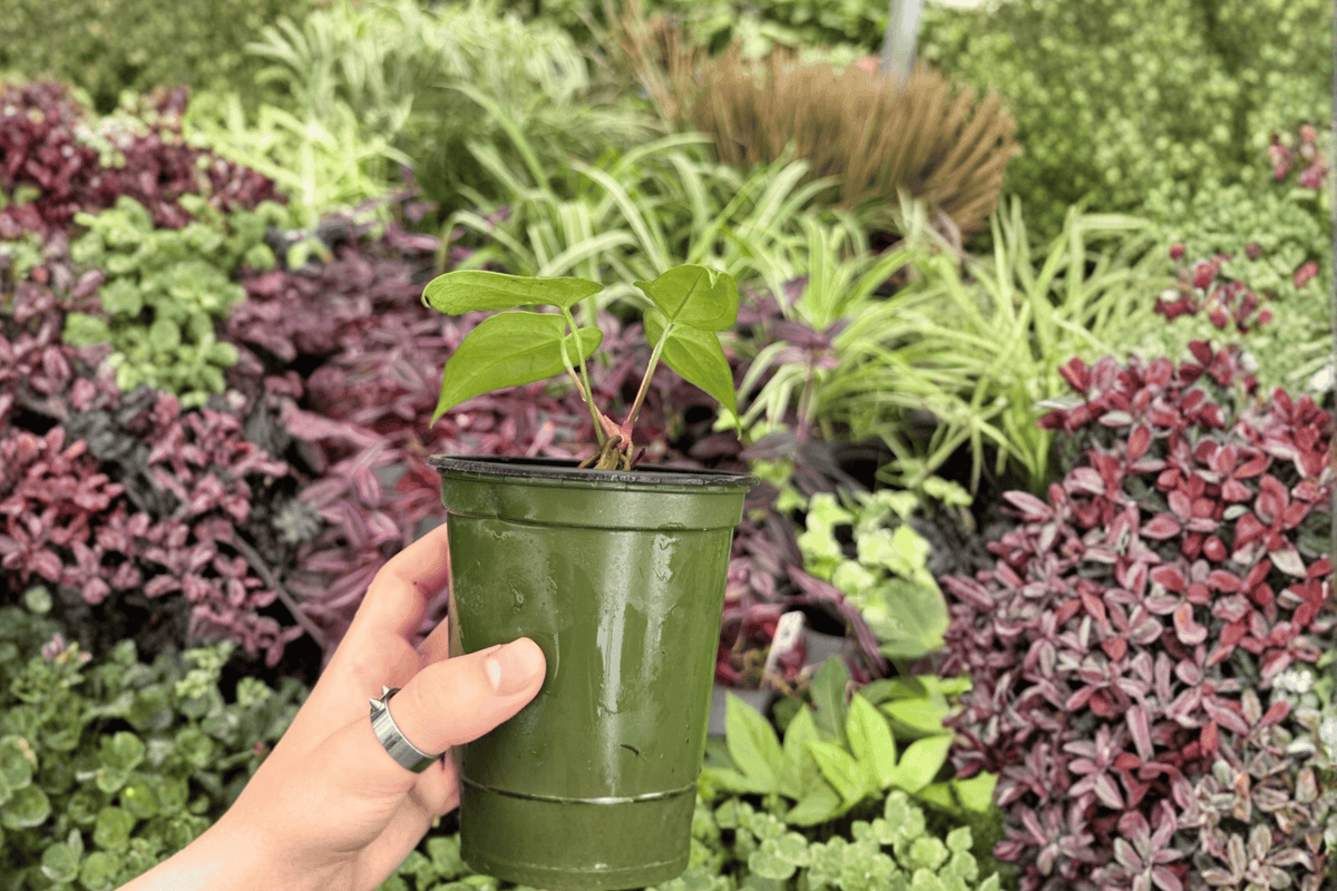 Anthurium Live Plants Set of 2 in 4-Inch Pots, Blue Papi x Red Stem Hybrid, Ornamental Tropical Foliage, Anthurium Hybrid