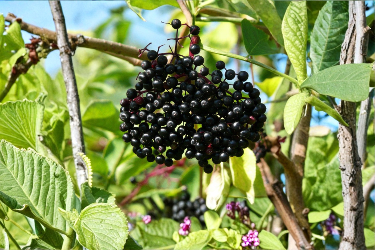 Adams Elderberry Live Plant, Fruiting Shrub, Sambucus canadensis, Edible Garden Berry Bush for Backyard Orchard