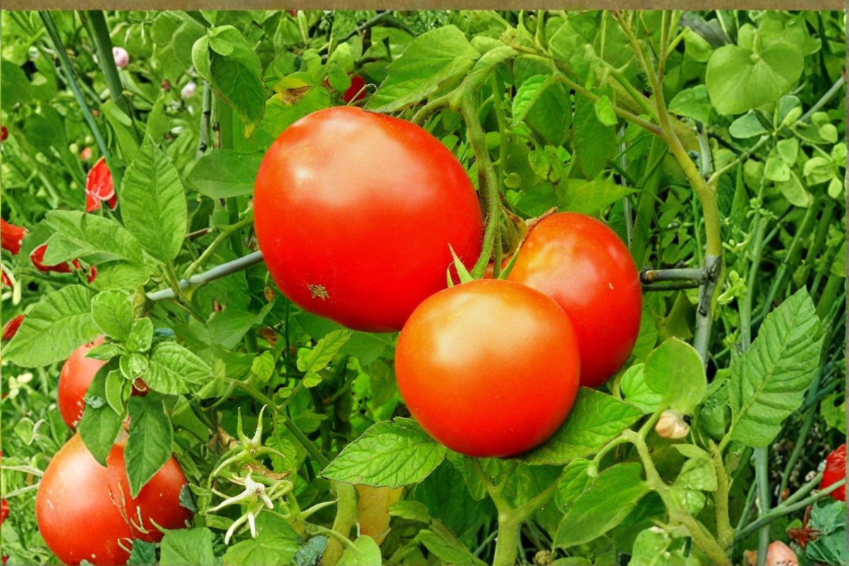 Live Park's Whopper Tomato Plant Starter - Red Fruit Vegetable for Raised Beds & Containers - Solanum lycopersicum