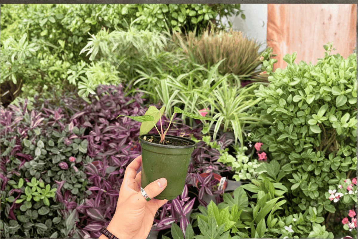2 Anthurium Subsignatum x Regale Live Plants in 4” Pot - Tropical Hybrid Foliage - Anthurium subsignatum × Anthurium regale