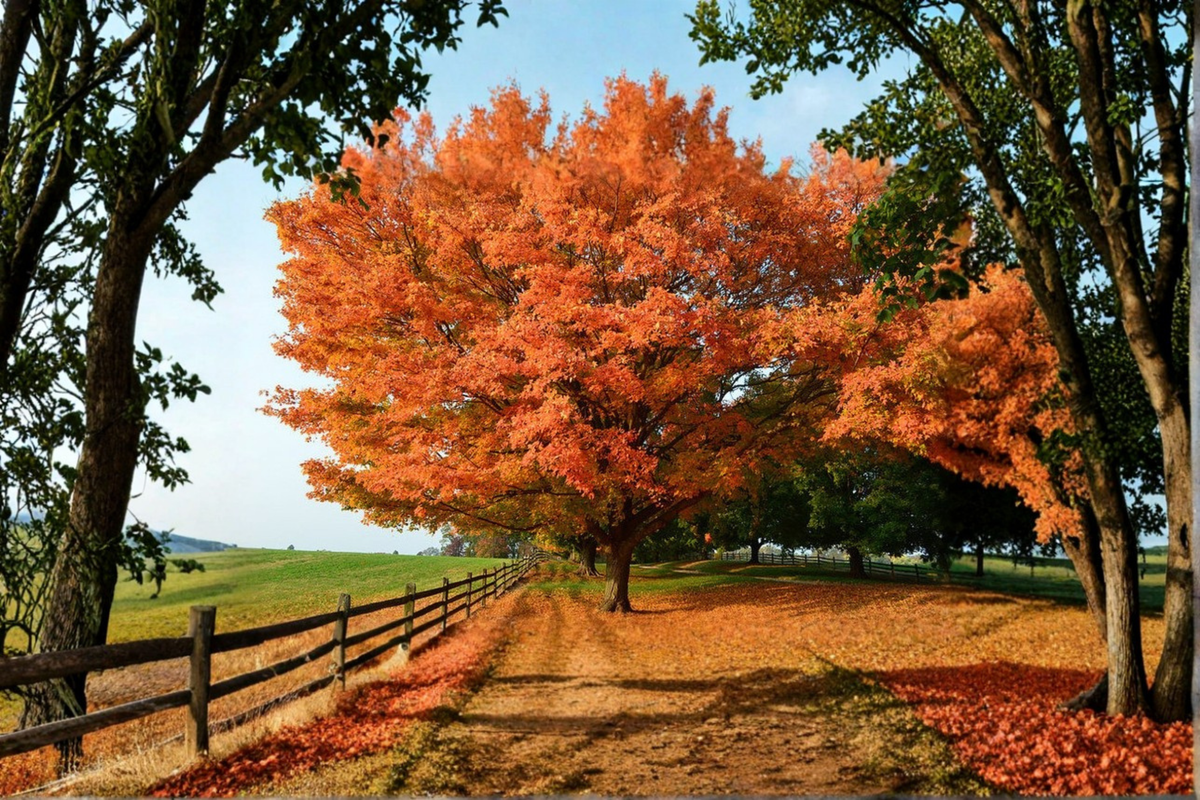 Sugar Maple Tree Live Plant 1 Gallon Pot Acer saccharum Native Shade Tree with Seasonal Fall Color
