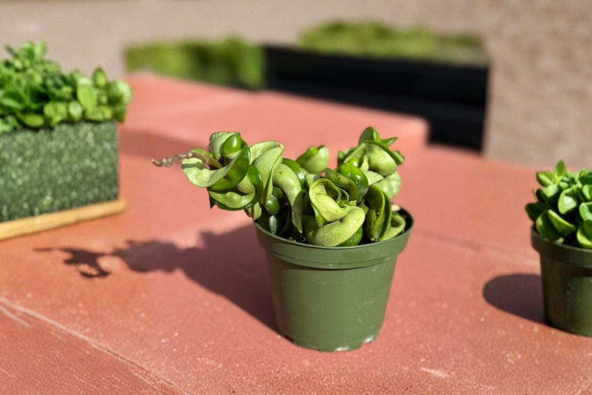 Hoya Compacta Plant Starter Cutting - Hindu Rope Hoya - Trailing Houseplant - Hoya carnosa ‘Compacta’ - Indoor Decor