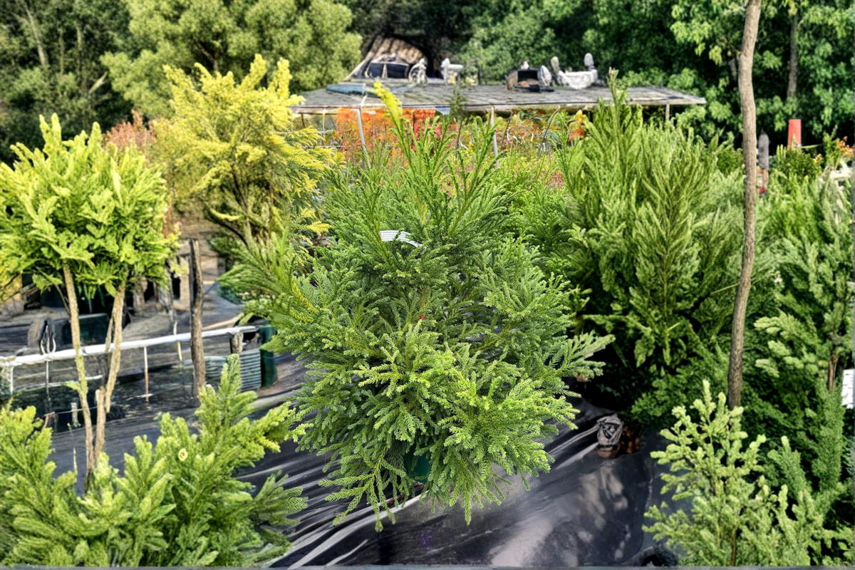 Gyokuryu Japanese Cedar 2 Gallon Live Plant - Cryptomeria japonica Compact Evergreen Conifer for Garden Landscape Accents