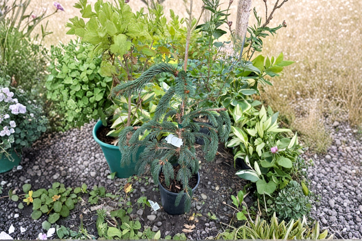 Weeping Blue Norway Spruce Live Plant 12 Inch 1 Gallon Pot Picea abies ‘Weeping Blue’ Cold Hardy Evergreen Tree