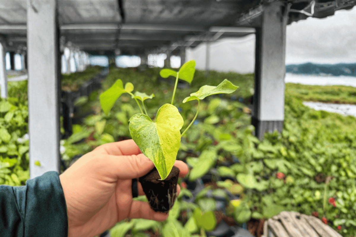 Philodendron Hope Aurea Variegated Starter Plants - 2 Inch - Live Tropical Aroid - Thaumatophyllum bipinnatifidum ‘Hope’