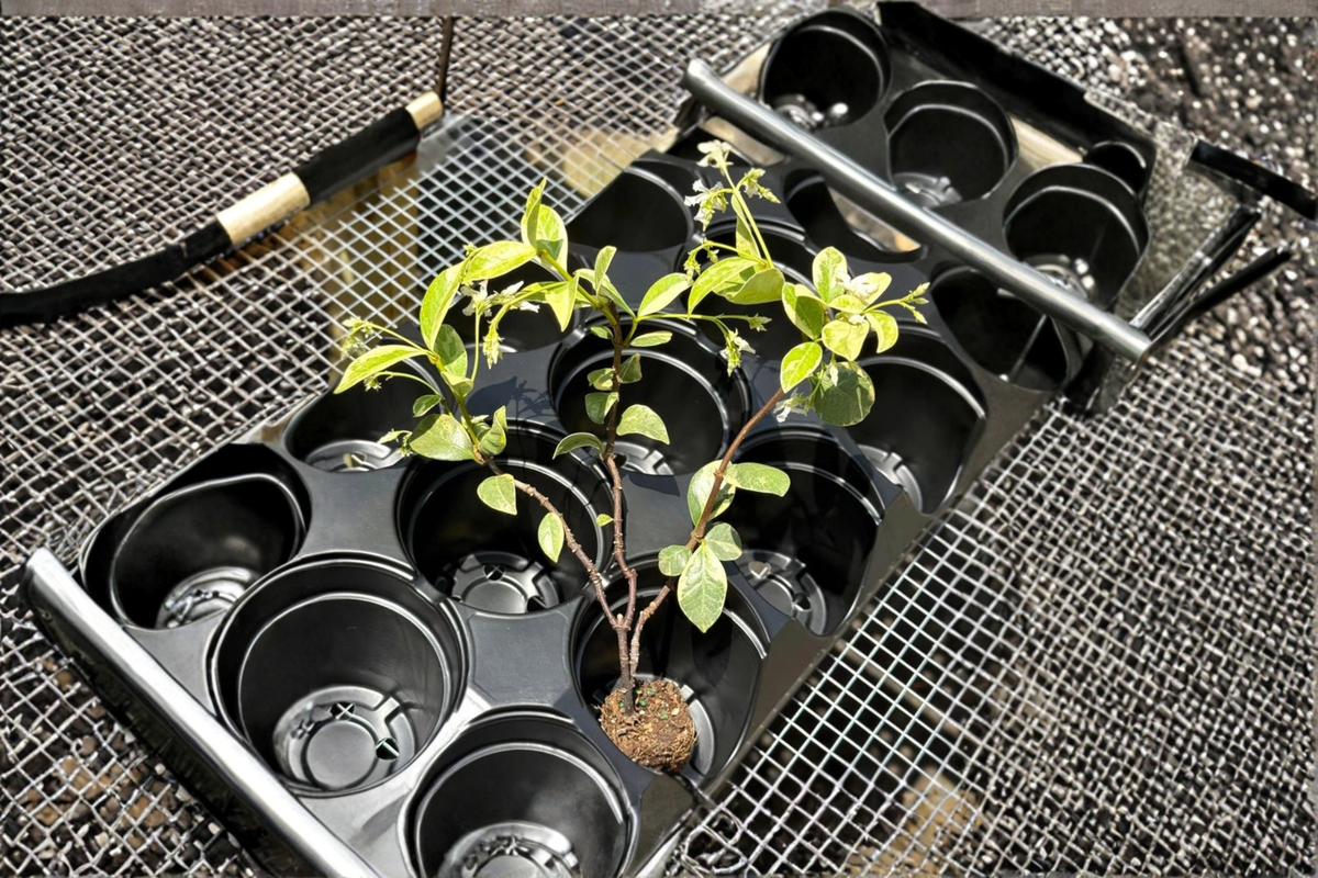 Variegated Confederate Jasmine Starter Cutting Plant - Trachelospermum jasminoides - Indoor Outdoor Climbing Vine Houseplant