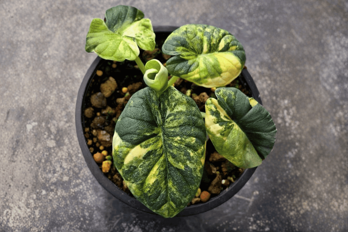 2 Alocasia Melo Aurea Tissue Culture Starter Plants - Bare Root - Alocasia 'Melo Aurea' - Rare Tropical Houseplant