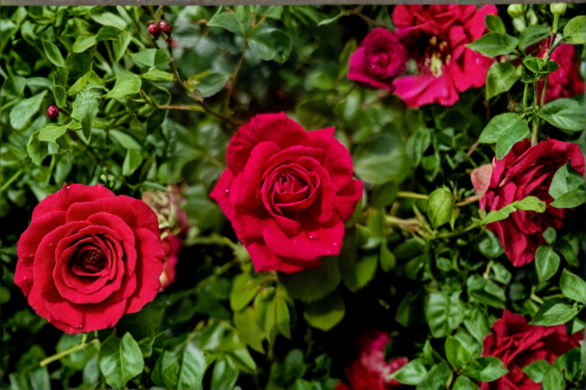 Live Cuttings 8 Dr. Huey Rose Unrooted Cuttings Rosa 'Dr. Huey' Hardy Climbing Rose with Deep Red Blooms for Propagation