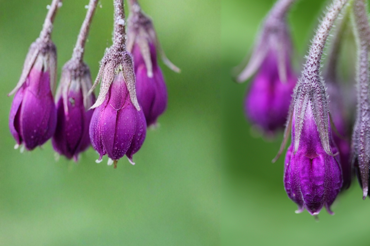 Live Root Crowns - 2.5 lbs Russian Comfrey Bocking #4 - Symphytum × uplandicum - Perennial Garden Plant for Ornamental & Edible Landscapes