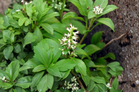 Pachysandra Procumbens Live Rooted Cuttings - 10 Allegheny Spurge Native Ground Cover Plants for Shade Gardens
