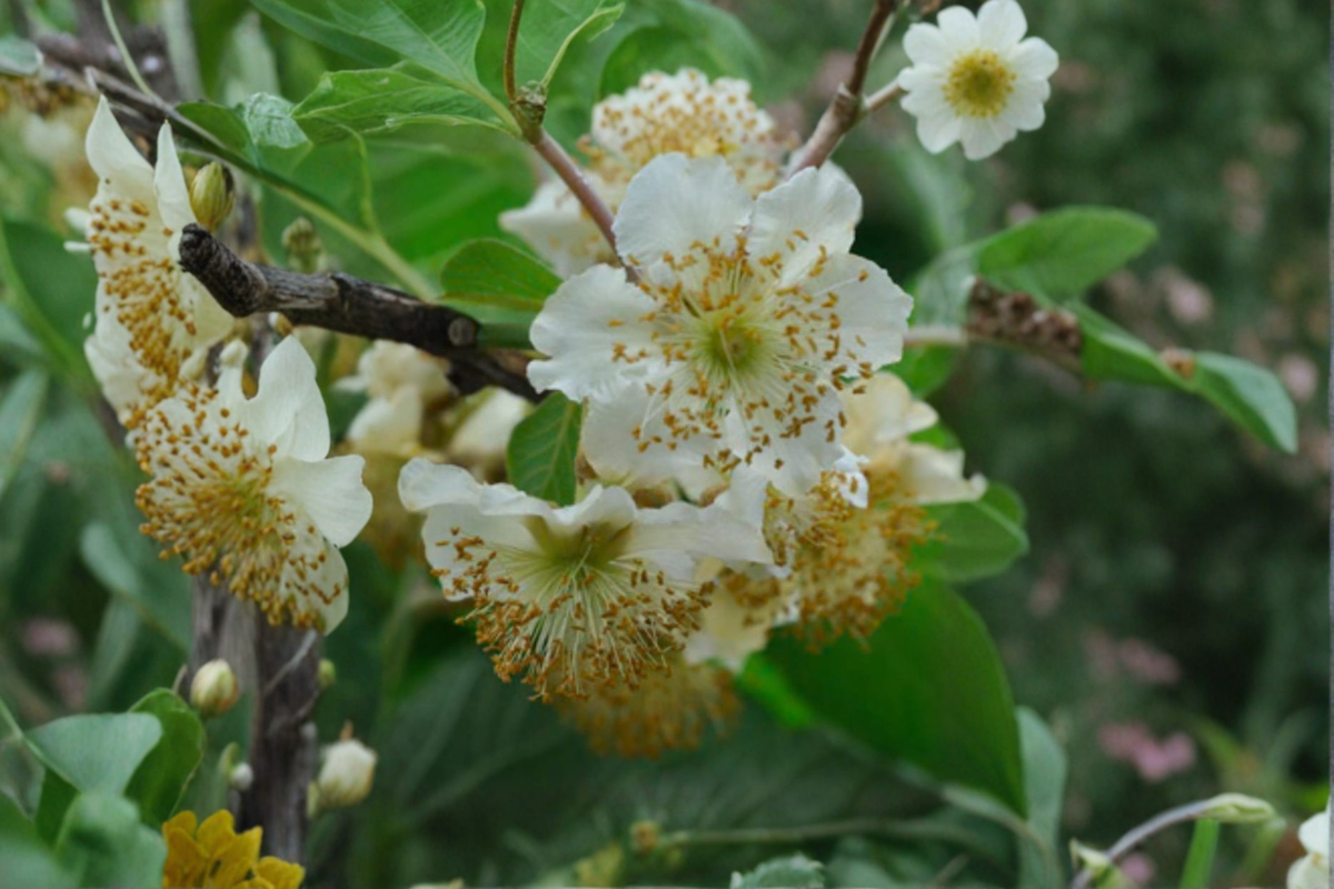 Male Fuzzy Kiwi Vine Plant - 1 Gallon Pot - Actinidia deliciosa - Hardy Pollinator for Edible Gardens and Climbing Structures