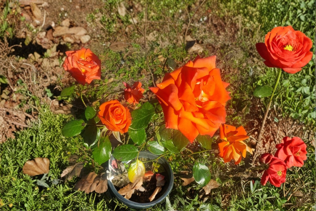 Floribunda Rose 5 Gallon Live Plant Salmon Orange Everblooming Shrub (Rosa spp.) for Garden Landscaping and Borders