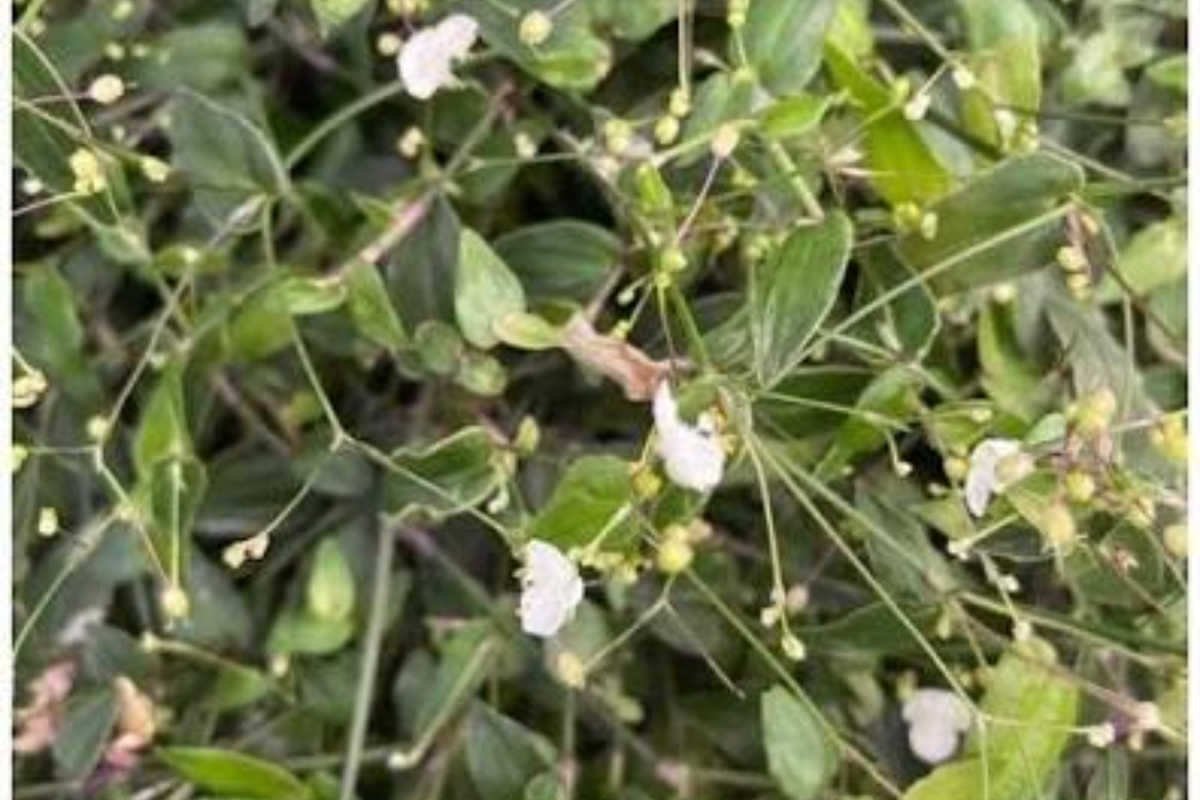 10 Live Cuttings Tahitian Bridal Veil Gibasis pellucida Easy Flowering Trailing Plant for Propagation