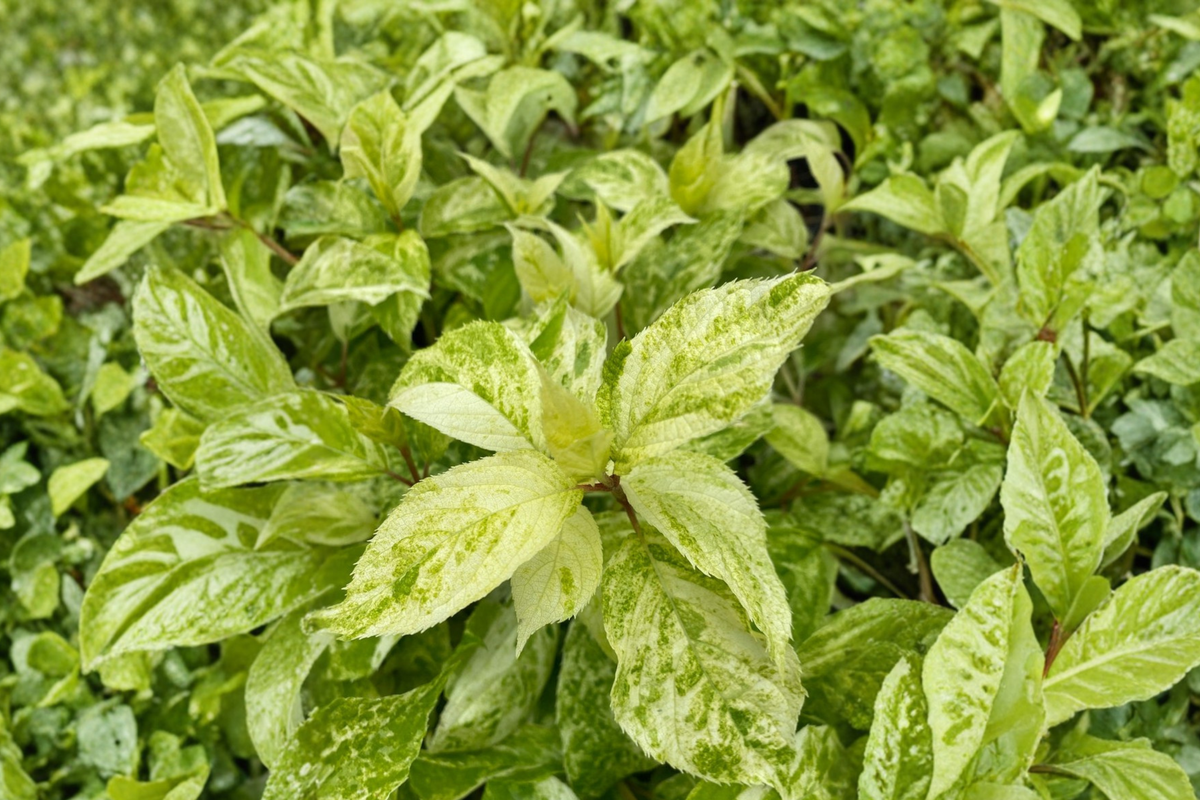 Variegated Hydrangea Plant 1 Gallon Pot 'Yuki Gessho' White Blooms Hydrangea paniculata Ornamental Shrub for Garden
