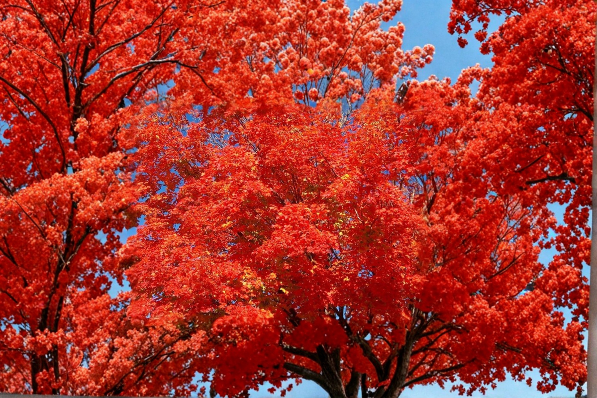 Red Maple Tree Live Plant 1 Gallon Pot - Acer rubrum - Native Shade Tree with Vibrant Fall Color for Yard and Landscape