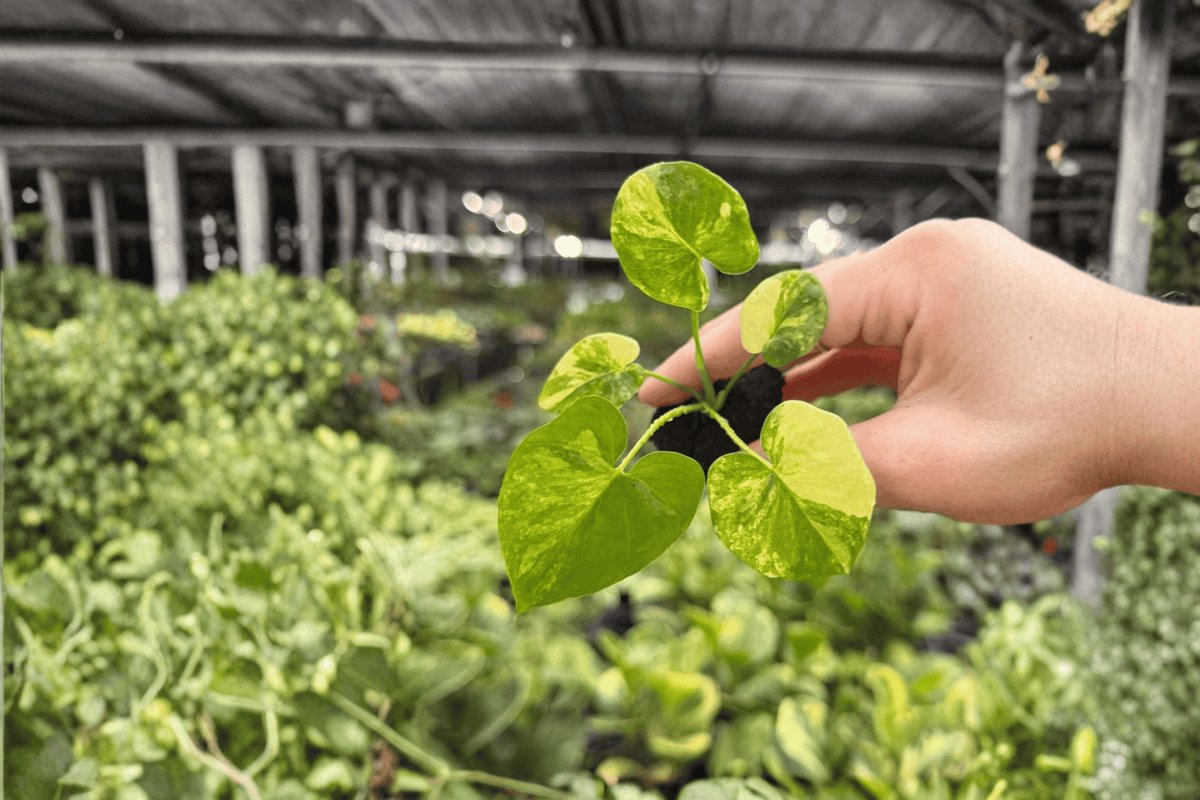2 Philodendron Selloum Aurea Starter Plants in Propagation Plugs - Thaumatophyllum bipinnatifidum 'Aurea' - Rare Yellow Variegation