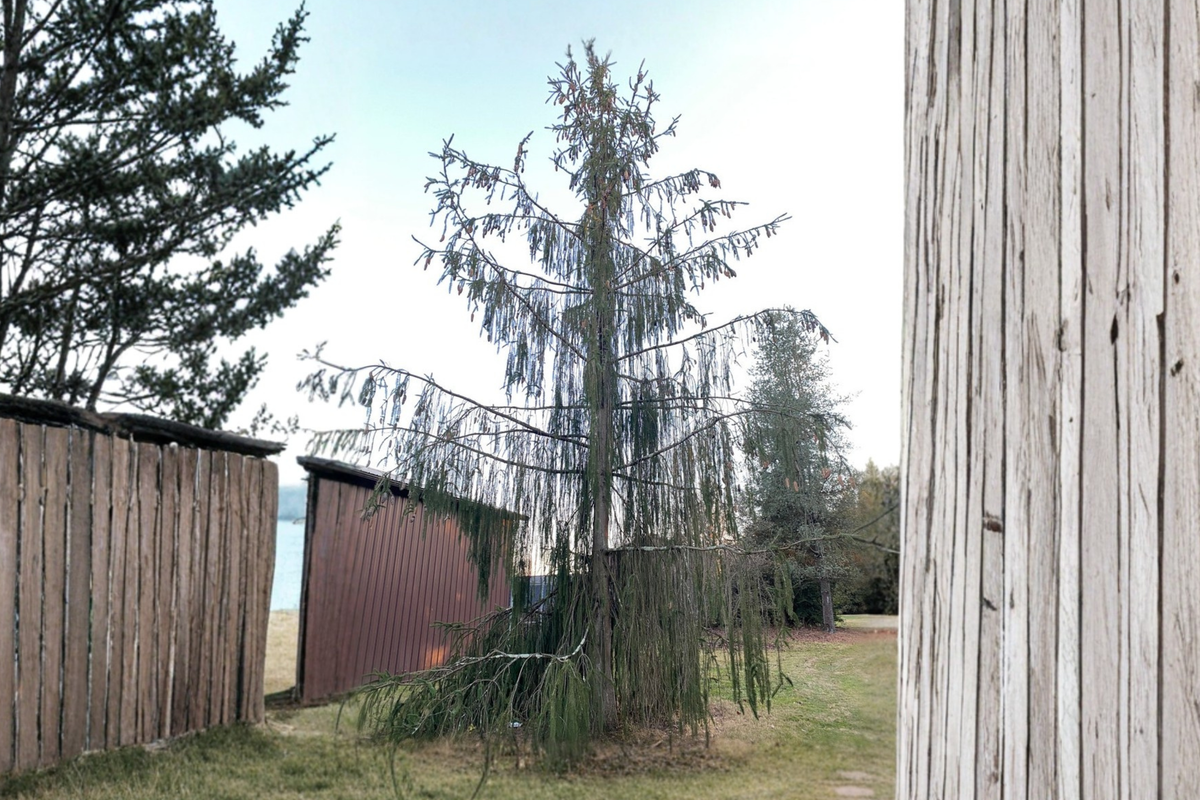 Norway Spruce ‘Virgata’ Live Plant 18” Tall – Unique Evergreen Conifer Picea abies in 1 Gallon Pot for Landscape Accent