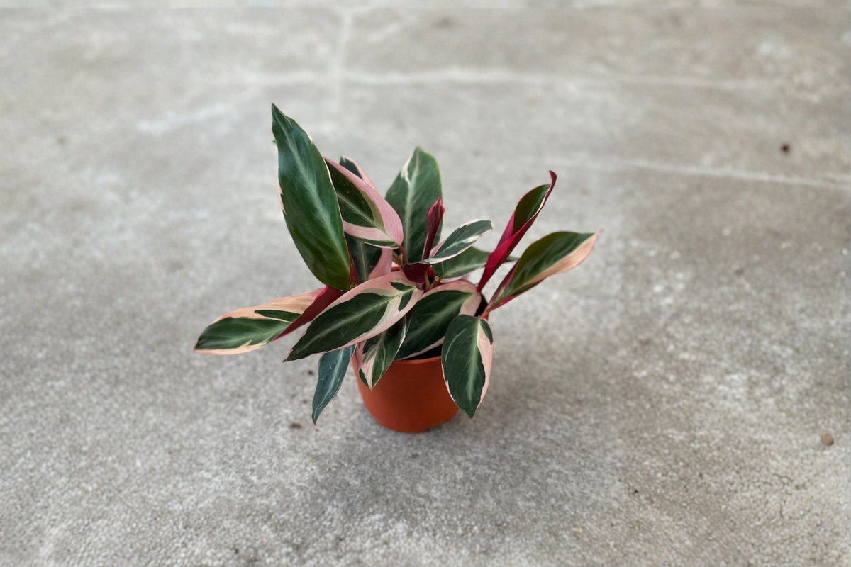 Stromanthe Triostar Live Plant in 2 Inch Pot - Variegated Tropical Houseplant - Stromanthe sanguinea ‘Triostar’