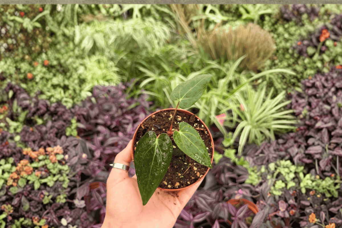 Anthurium FS x Blue Papi Live Plants - 4” Pot - Tropical Hybrid Foliage - Anthurium hybrid - Set of 2 Exact Plants