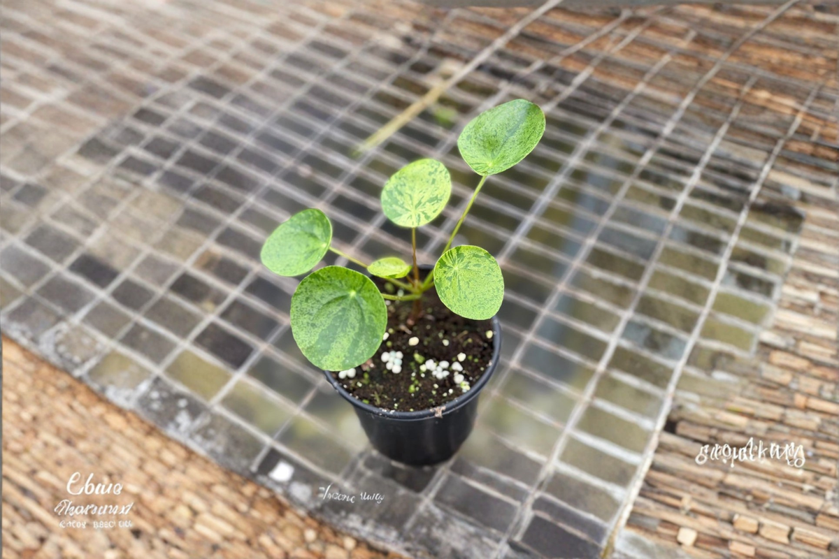 Variegated Pilea Peperomioides Plant 2 Inch Mojito Chinese Money Plant - Live Indoor Houseplant for Home Décor and Gifting