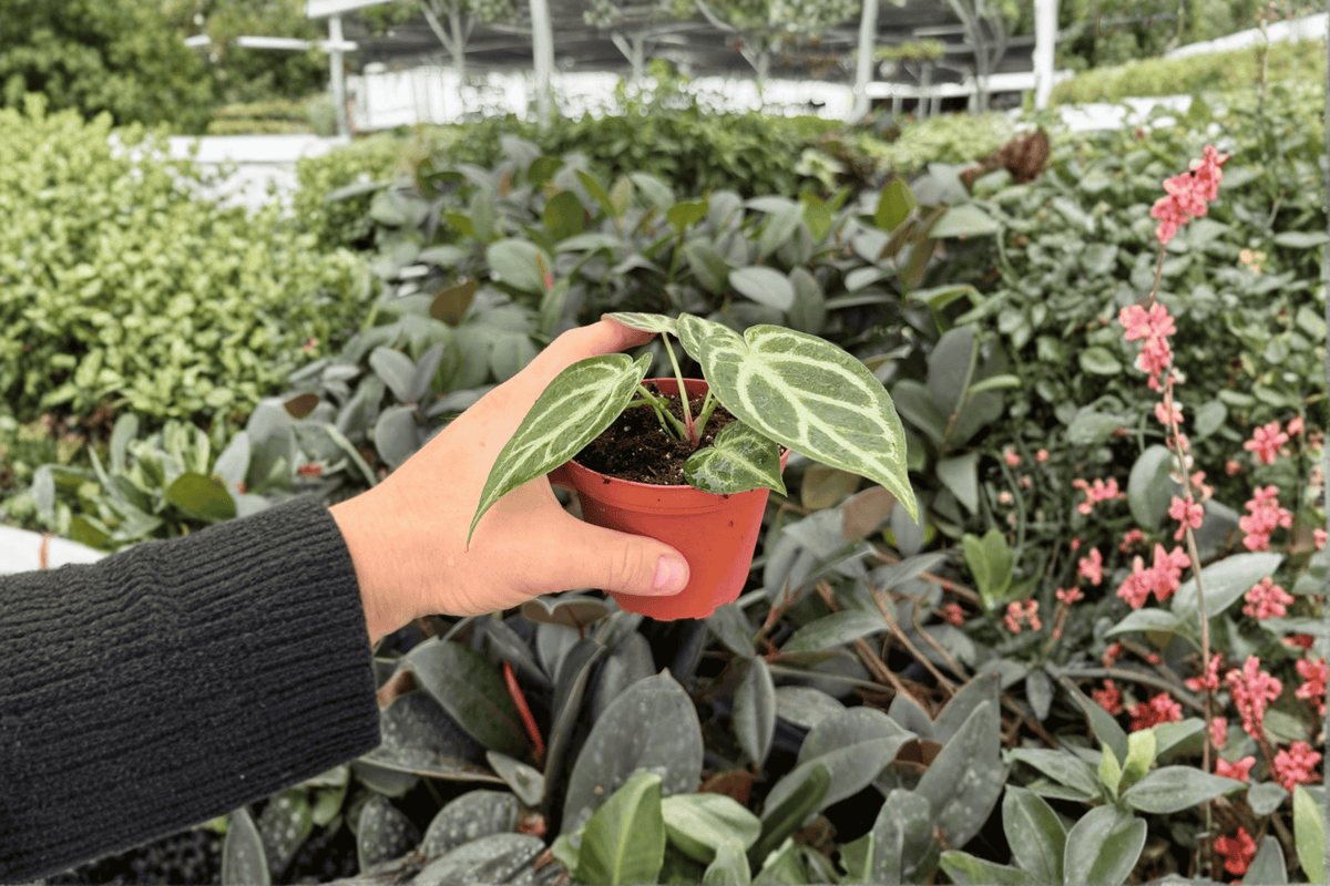Anthurium Plants Set of 2 - 4-Inch Pots - Hoffmanii x Silver Hope Hybrid - Tropical Foliage - Live Ornamental Aroid