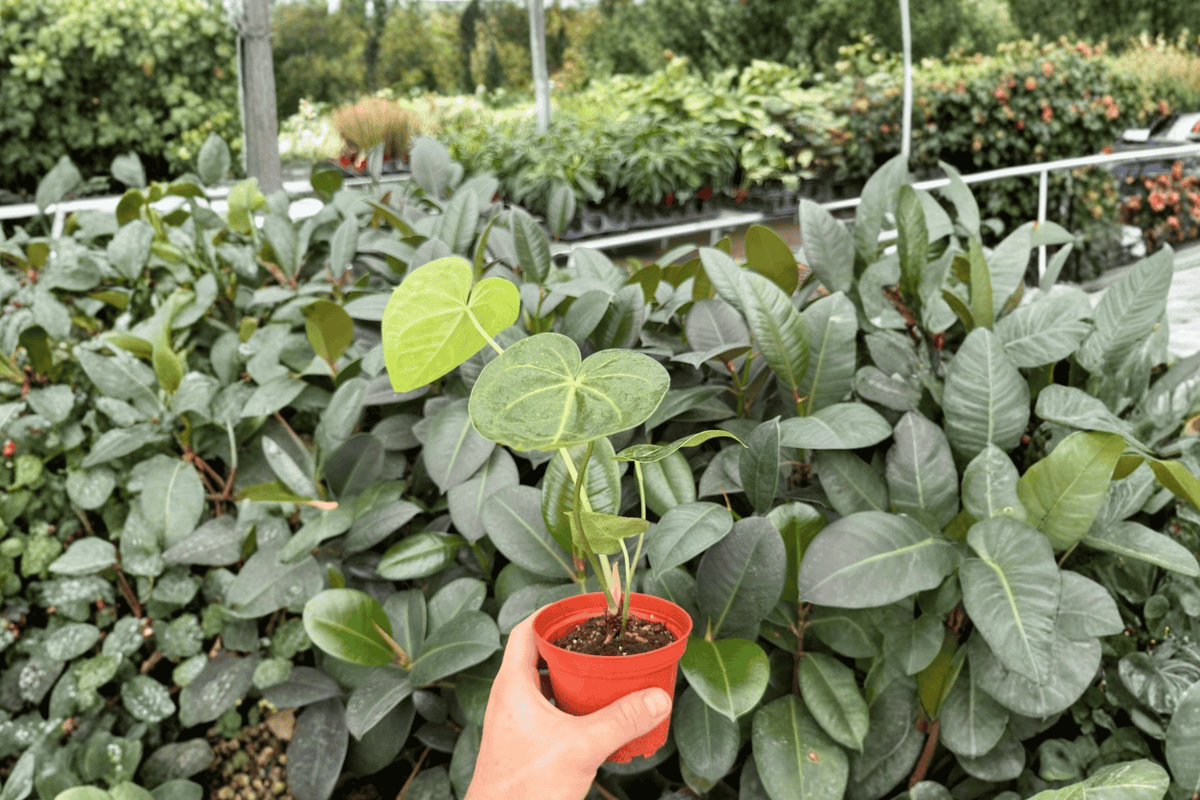 Anthurium Clarinervium x Macrolobium Live Plants - 4-Inch Pots - Tropical Ornamental Hybrid - 2 Exact Plants - Anthurium clarinervium × macrolobium