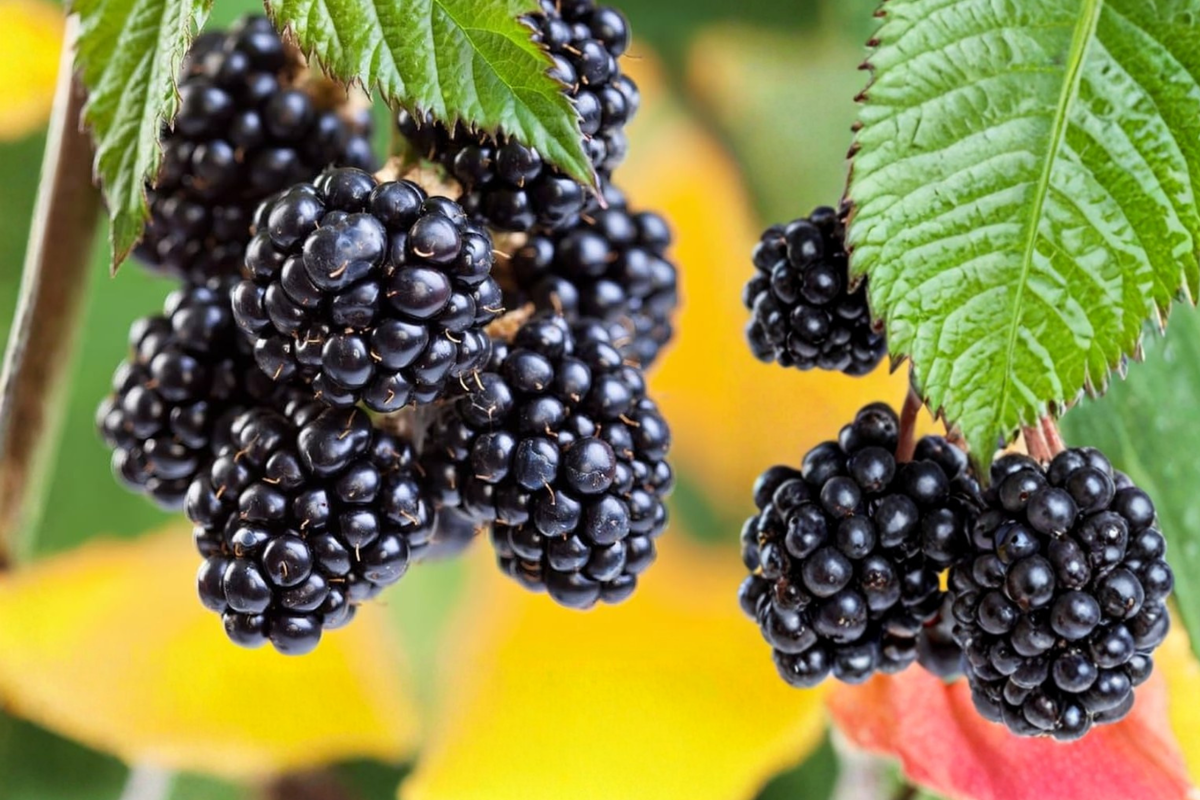 Chickasaw Blackberry Plant Live 1-3 Ft, 1 Gal Blackberry Bush for Garden Fruit Growing, Rubus spp.