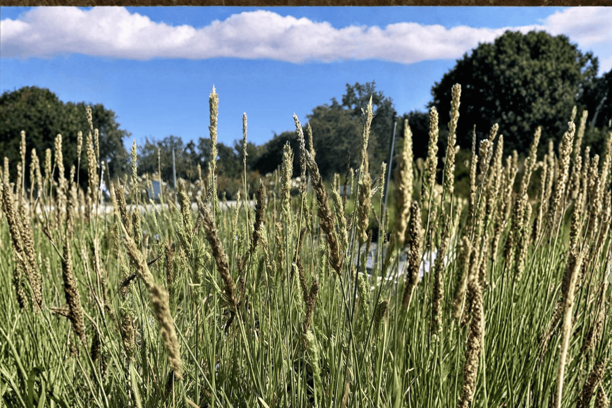 Campo de Azul Blue Moor Grass Plant 4-Inch Pot, Sesleria ‘Campo de Azul’, Clump-Forming Ornamental Grass for Borders