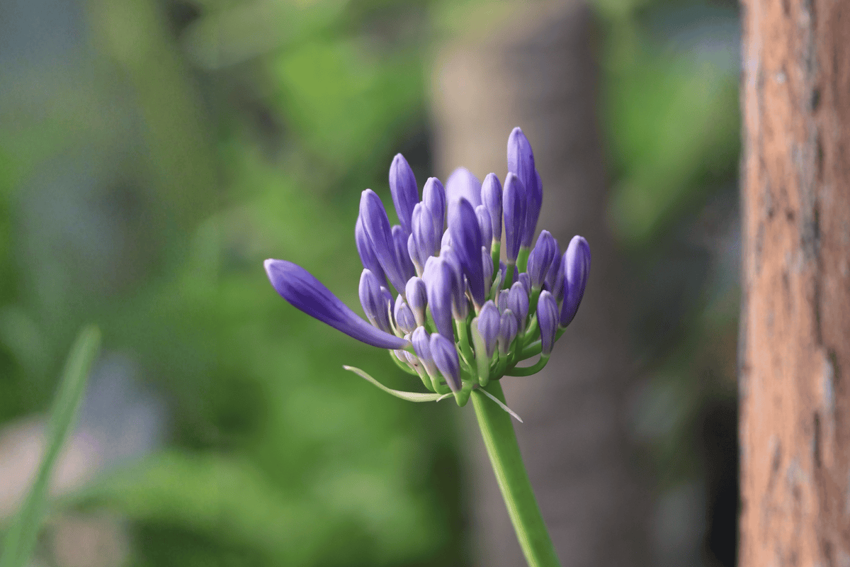 Tinker Bell Lily-of-the-Nile Plant - 4-Inch Pot - Lavender-Blue Flowers - Agapanthus 'Tinker Bell' - Perennial Ornamental Plant