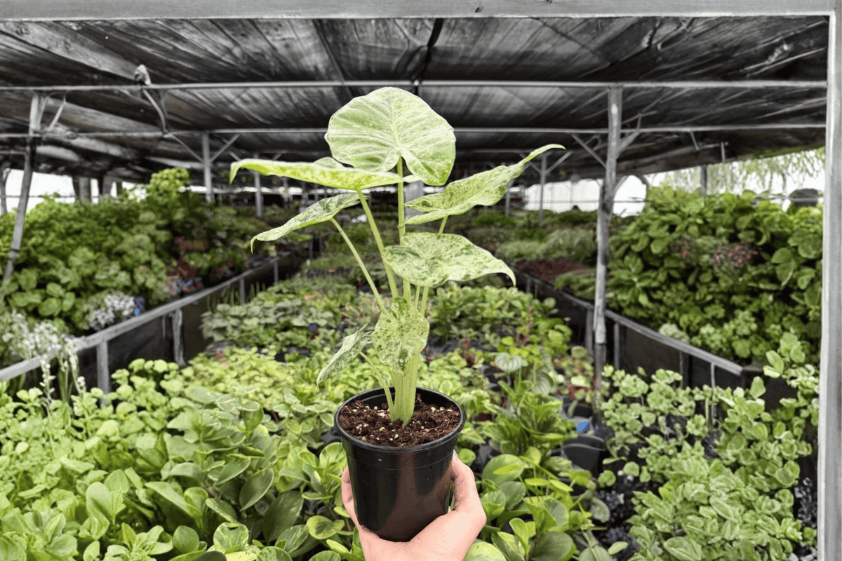 2 Live Alocasia Odora Batik 'Snow' Variegated Plants in 4-Inch Pots - Alocasia odora 'Batik Snow' - Rare Tropical Collector's Item