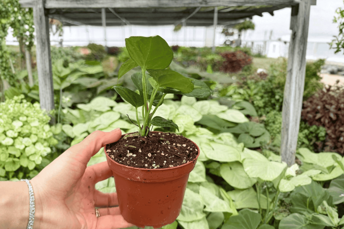 Anthurium Plants - 4-Inch Pots - Anthurium Xone x Goliath Hybrid - Live Tropical Aroid - 2 Exact Plants