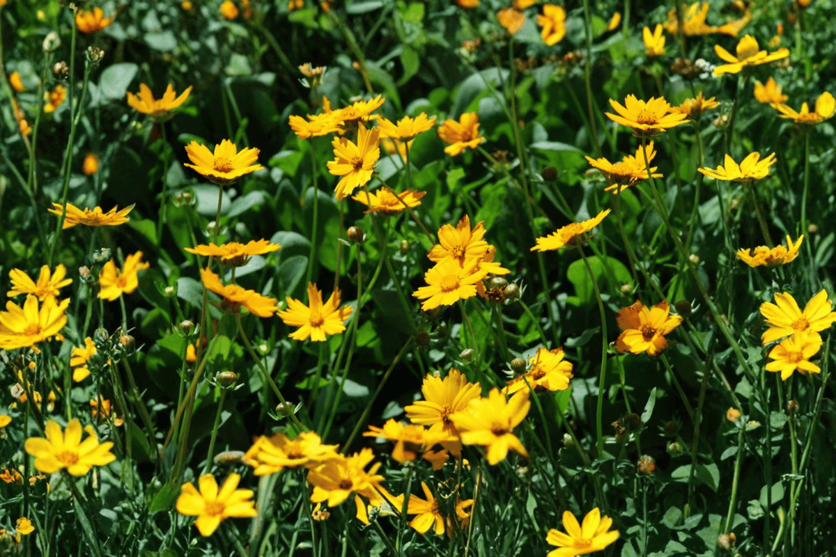 Nana Dwarf Tickseed Plant - 4-Inch Pot - Coreopsis auriculata 'Nana' - Compact Ornamental Flowering Plant for Gardens & Containers